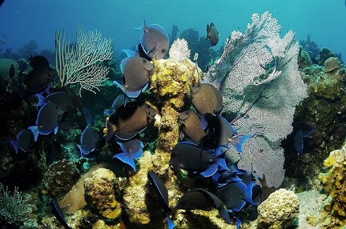 Богатый мир подводной кубинской флоры и фауны