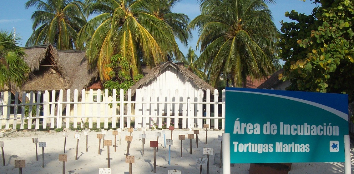 tortugas