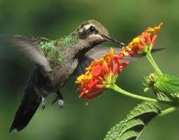 В Панаме наибольшее в мире разнообразие птиц