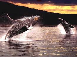 Наблюдение горбатых китов – интересное предложение панамского туризма