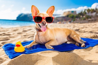 Испания открывает несколько пляжей для домашних животных 