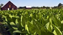 plantation tabac